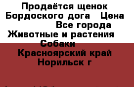 Продаётся щенок Бордоского дога › Цена ­ 37 000 - Все города Животные и растения » Собаки   . Красноярский край,Норильск г.